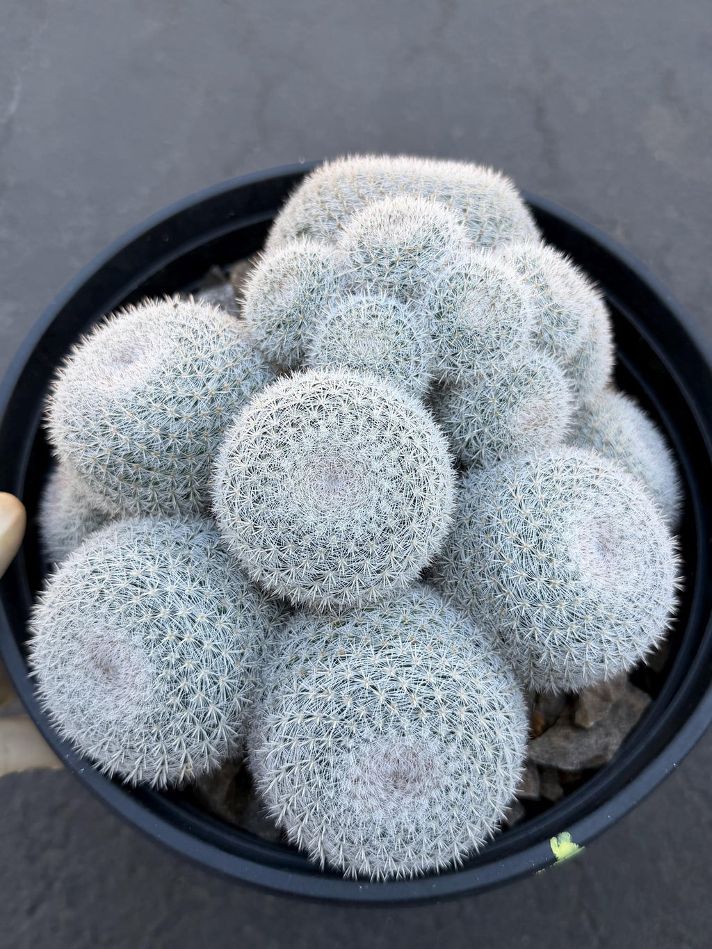 Large Mammillaria White Cluster #777 | Rare Live Cactus Specimen