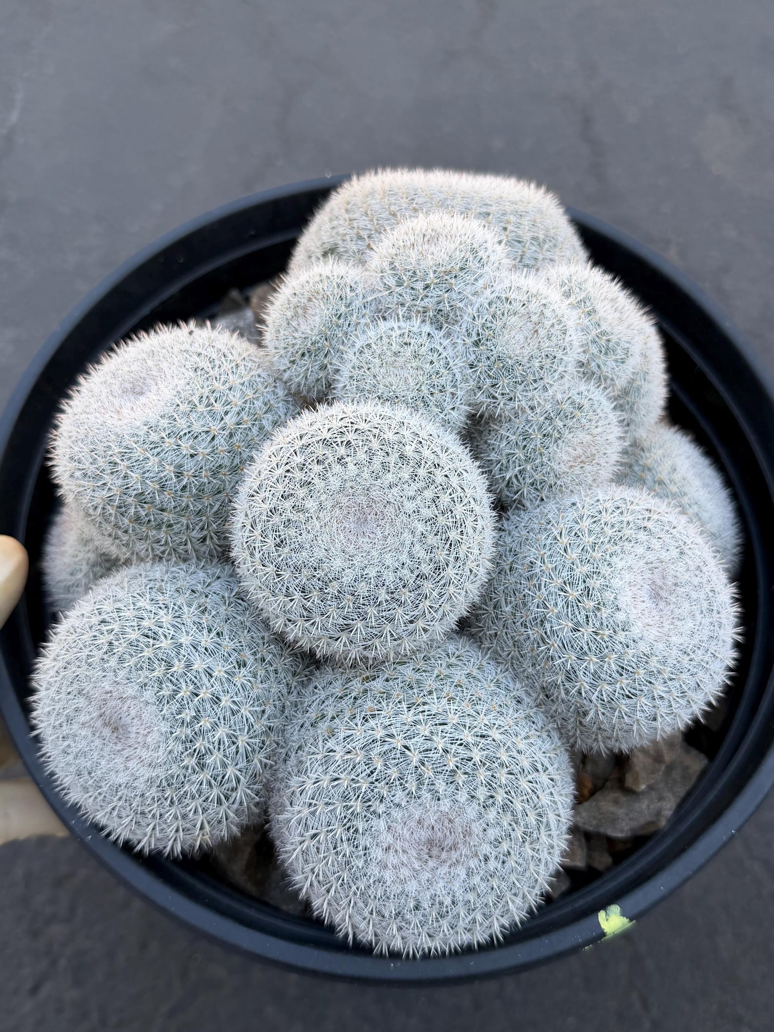 Large Mammillaria White Cluster #777 | Rare Live Cactus Specimen