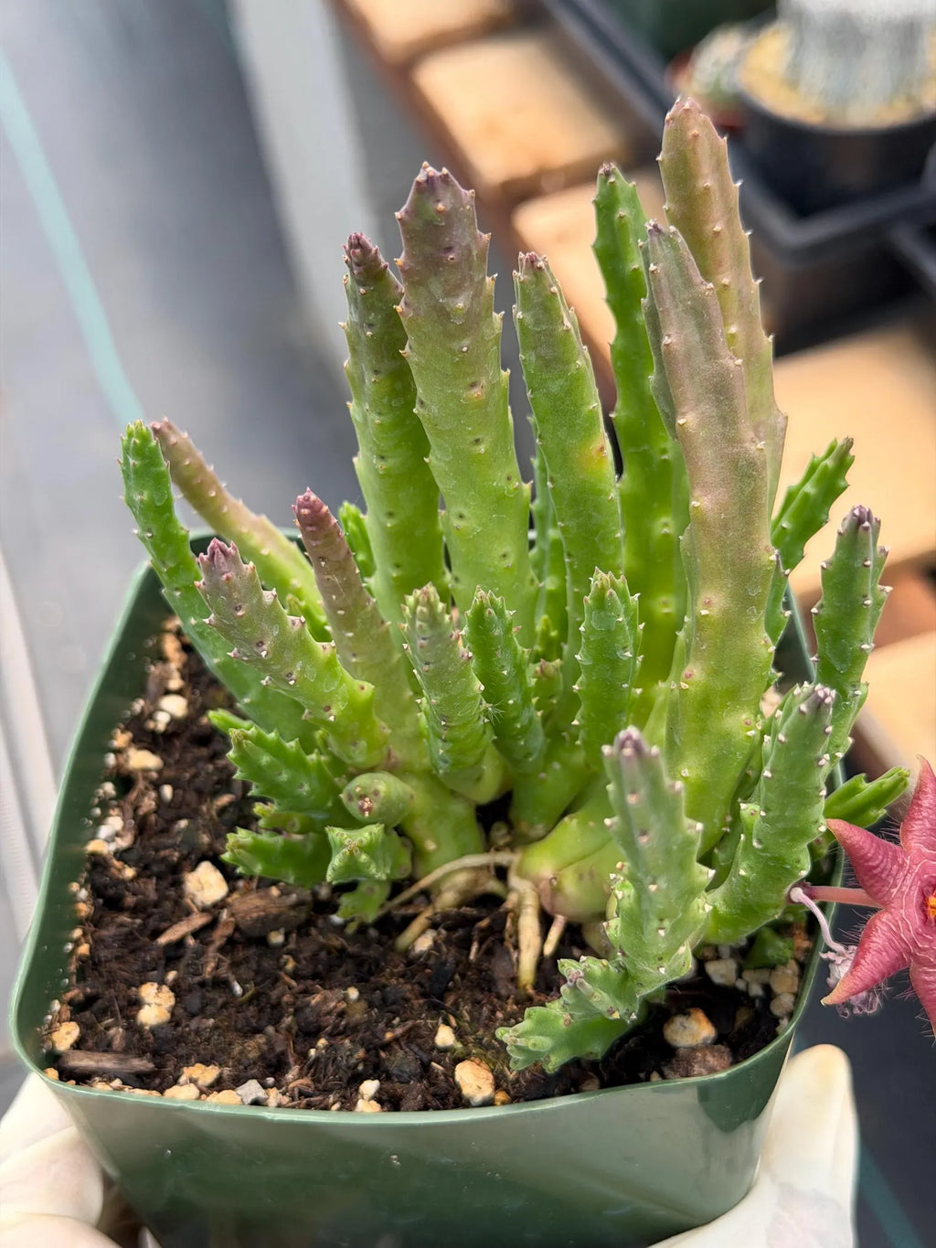 Stapelia Scitula Trailing Succulent | Rare Live Cactus Plant