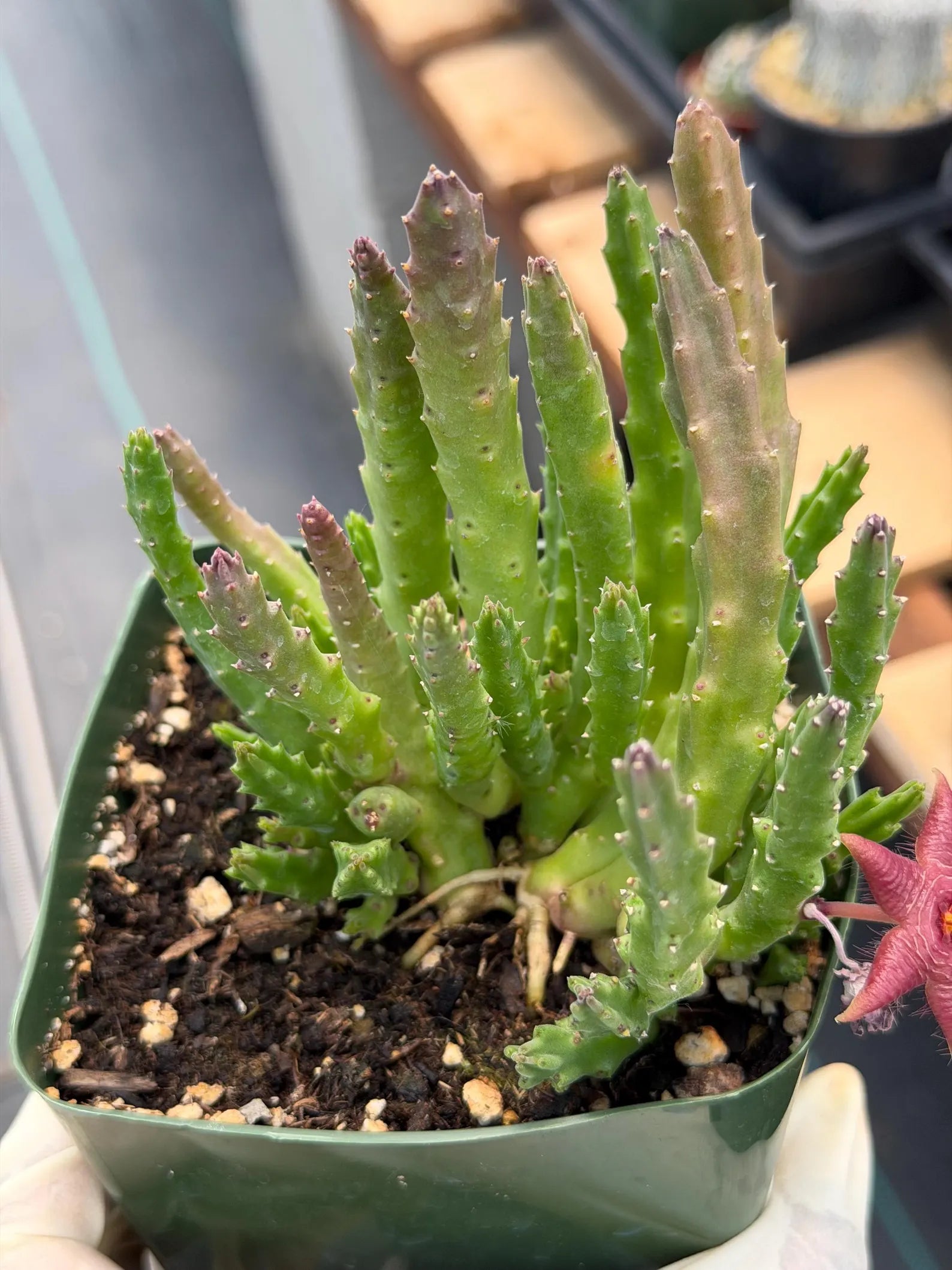 Stapelia Scitula Trailing Succulent | Rare Live Cactus Plant