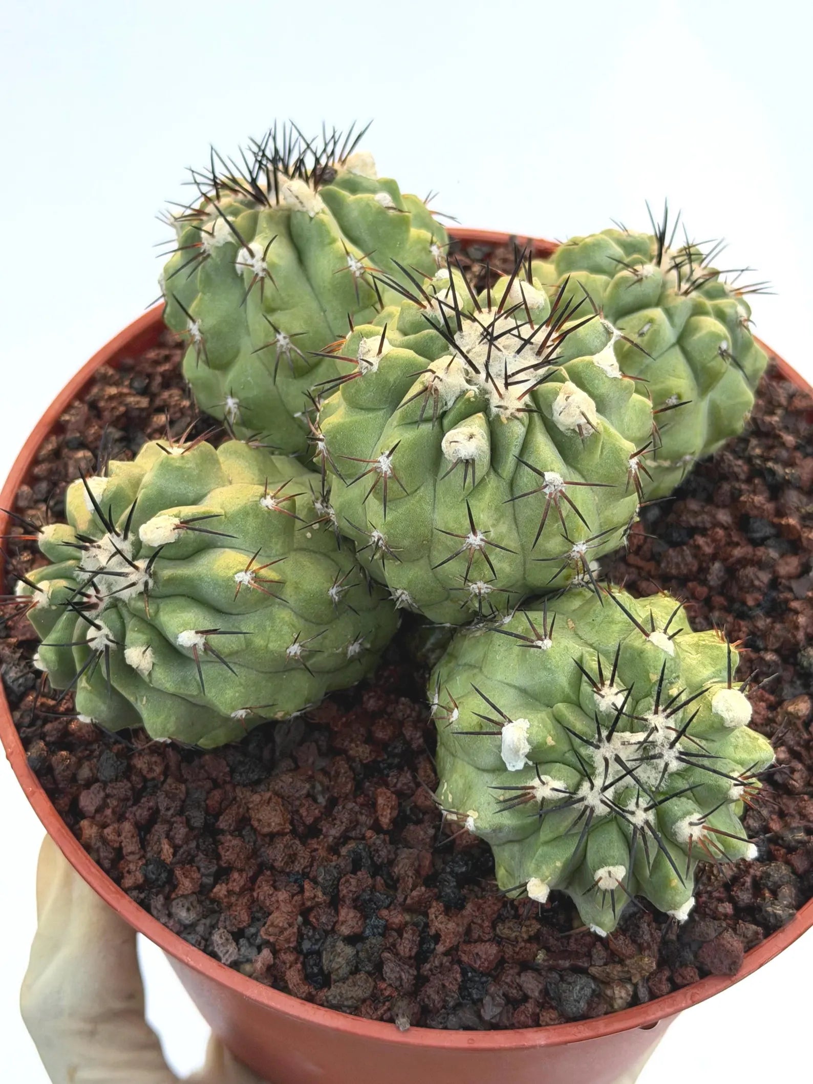 Copiapoa Cinerea Hybrid Cluster | Rare Collector Desert Succulent Plant #30