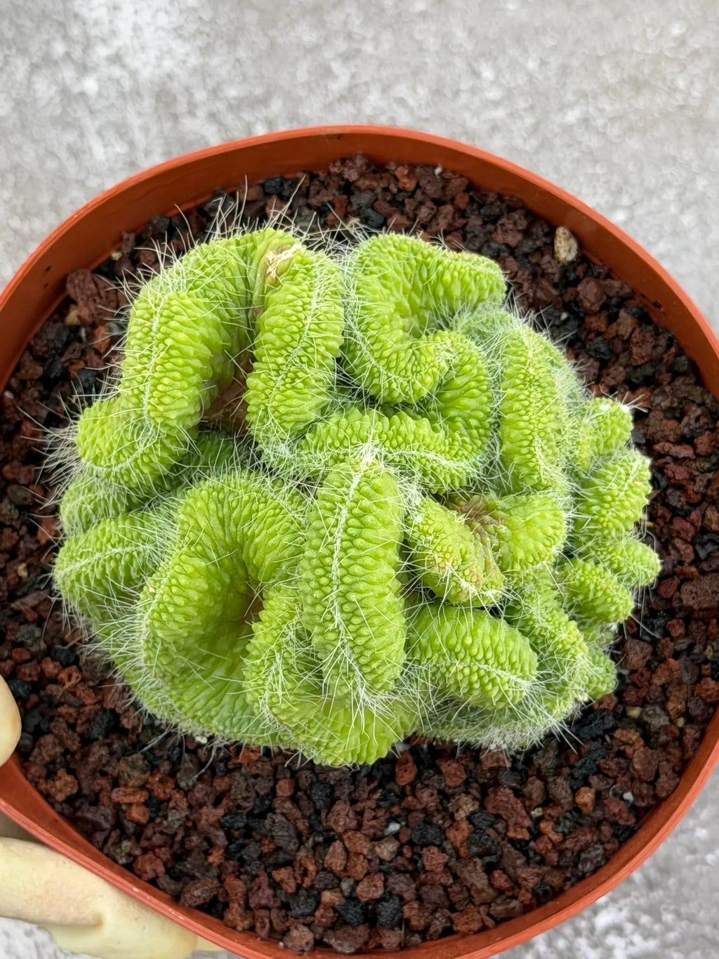 Crested Mammillaria Spinosissima Cactus | Rare Lime Green Crest | Live Cactus Plant