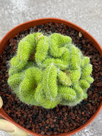 Crested Mammillaria Spinosissima Cactus | Rare Lime Green Crest | Live Cactus Plant