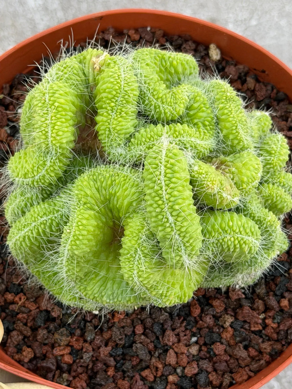 Crested Mammillaria Spinosissima Cactus | Rare Lime Green Crest | Live Cactus Plant
