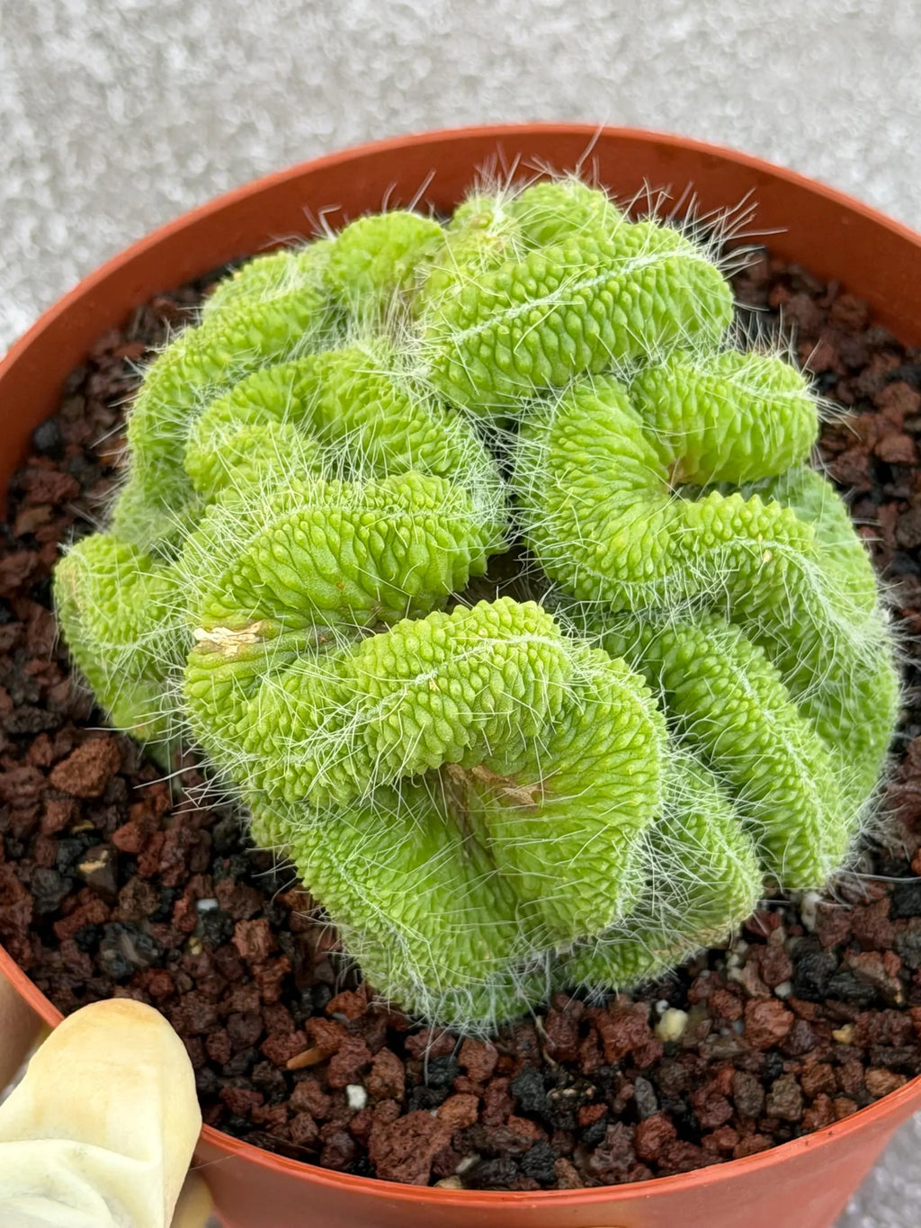 Crested Mammillaria Spinosissima Cactus | Rare Lime Green Crest | Live Cactus Plant
