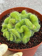 Crested Mammillaria Spinosissima Cactus | Rare Lime Green Crest | Live Cactus Plant