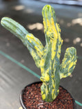 Variegated Blue Myrtle Monstrose Cactus