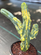 Variegated Blue Myrtle Monstrose Cactus