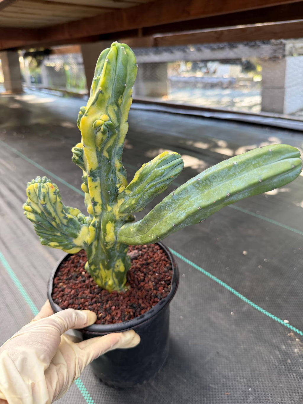 Variegated Blue Myrtle Monstrose Cactus