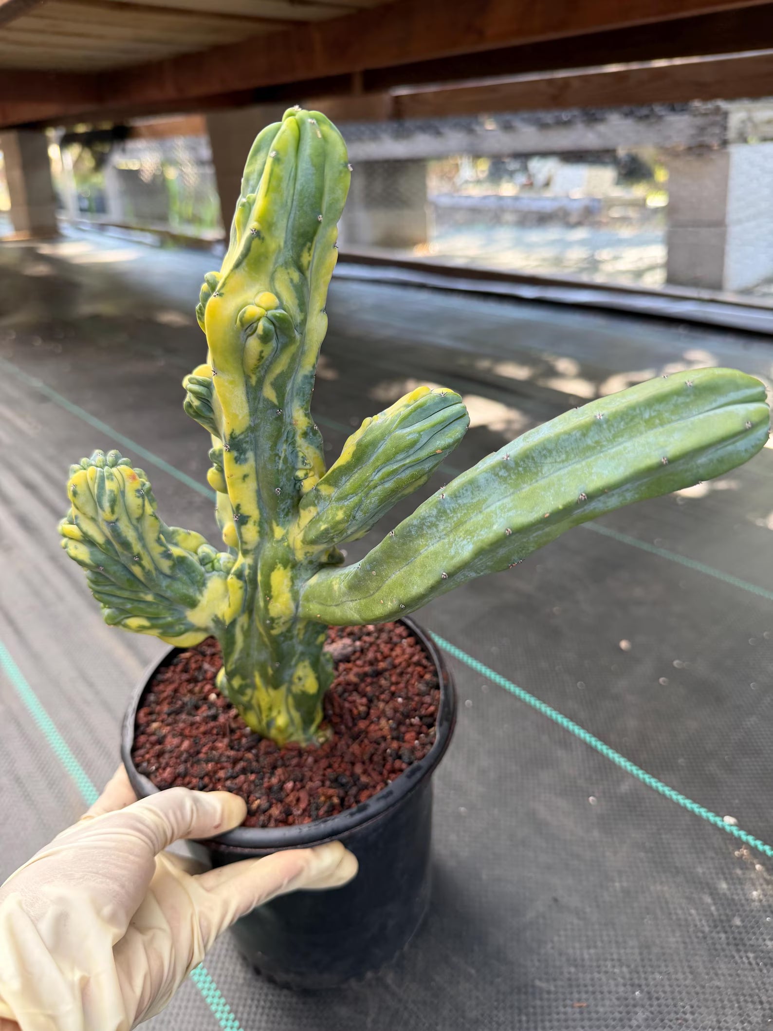 Variegated Blue Myrtle Monstrose Cactus