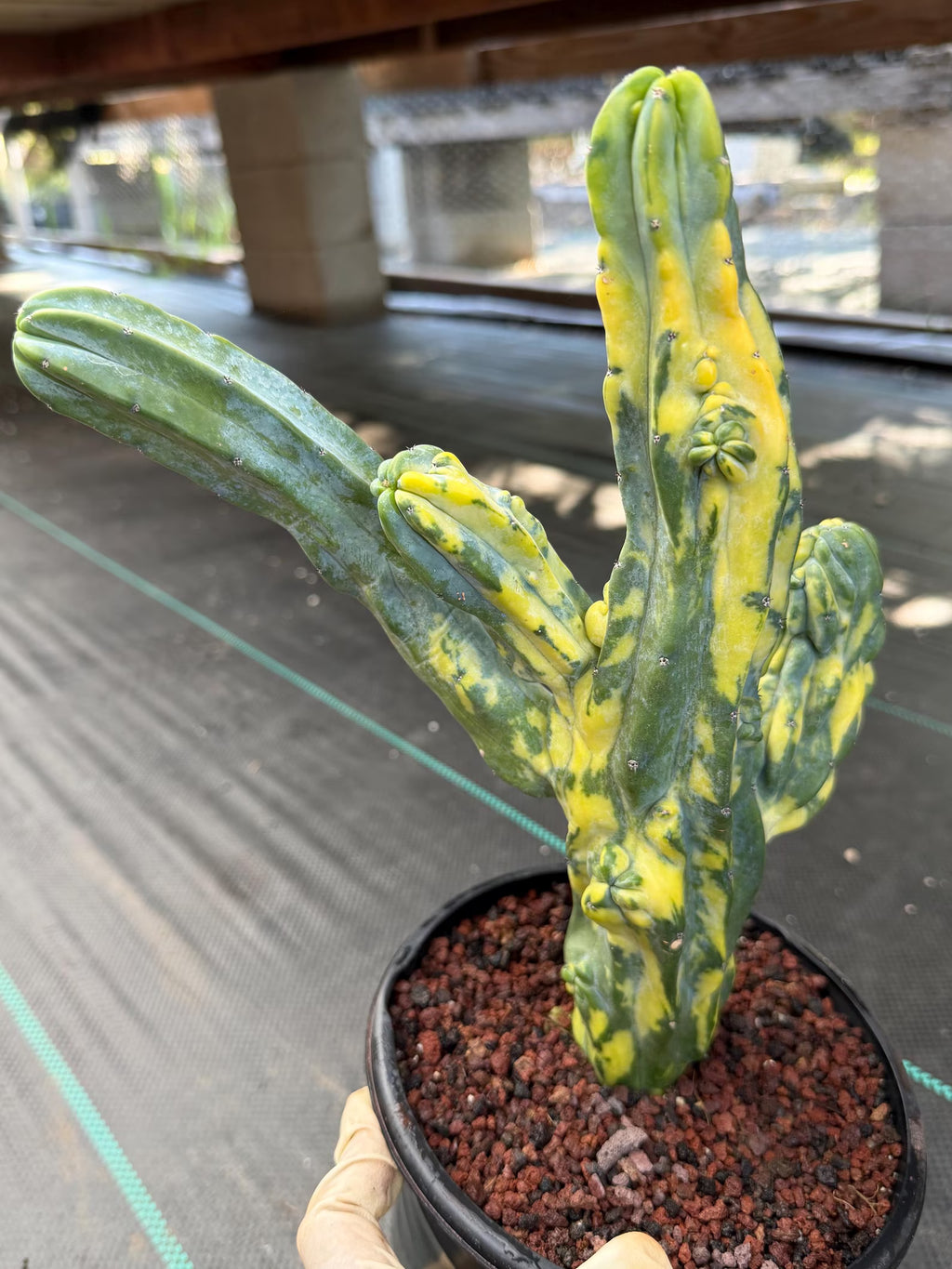 Variegated Blue Myrtle Monstrose Cactus