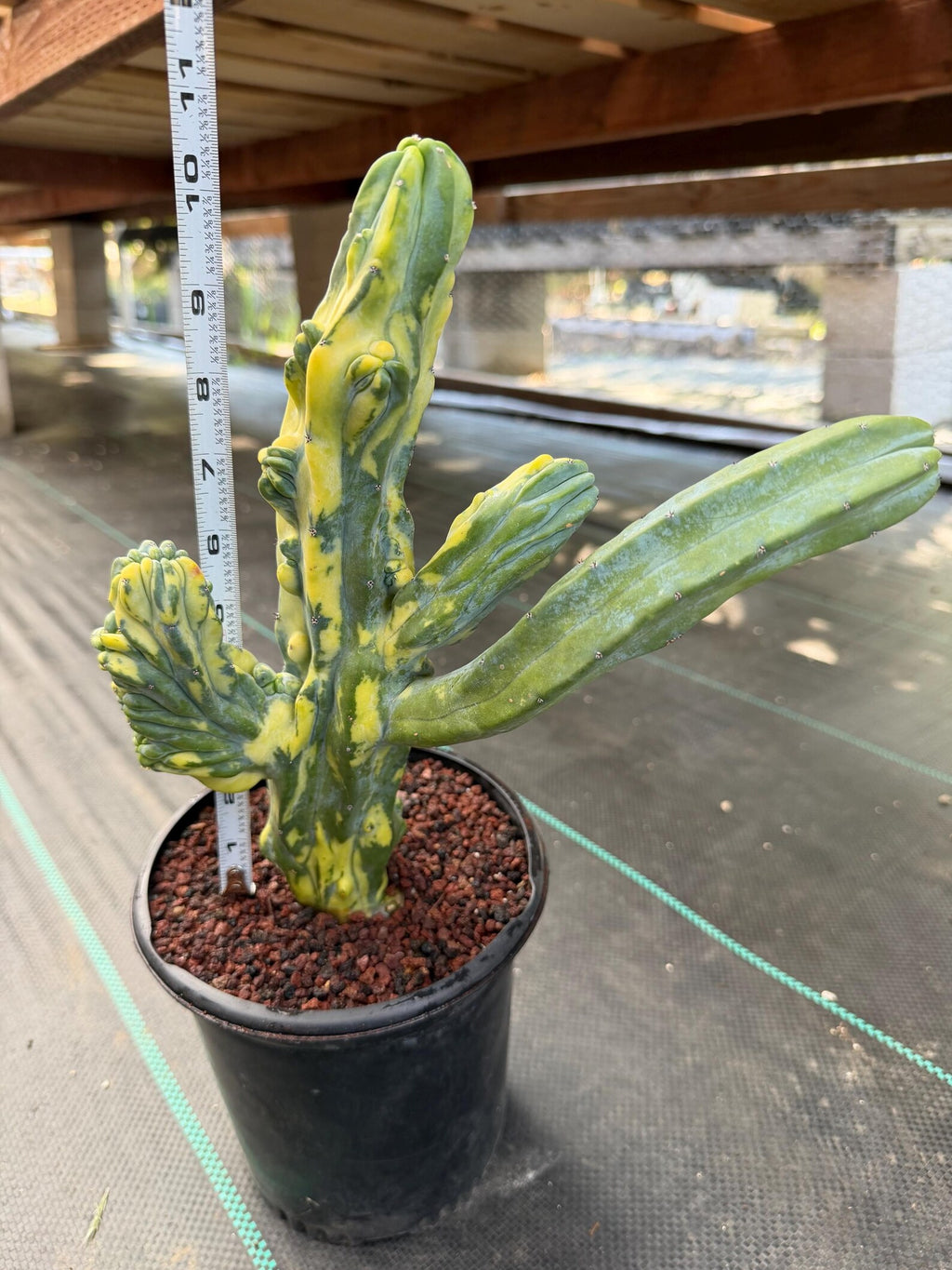 Variegated Blue Myrtle Monstrose Cactus