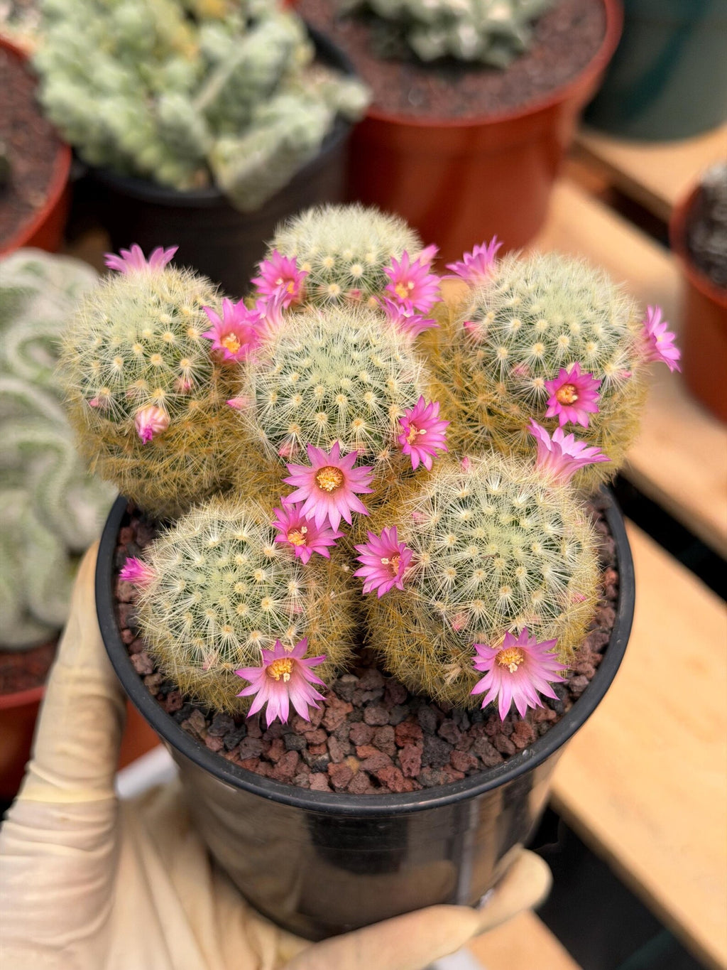 Mammillaria Carmenae Cluster Cactus – Pink Flowers Live Plant #839