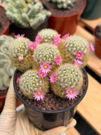Mammillaria Carmenae Cluster Cactus – Pink Flowers Live Plant #839