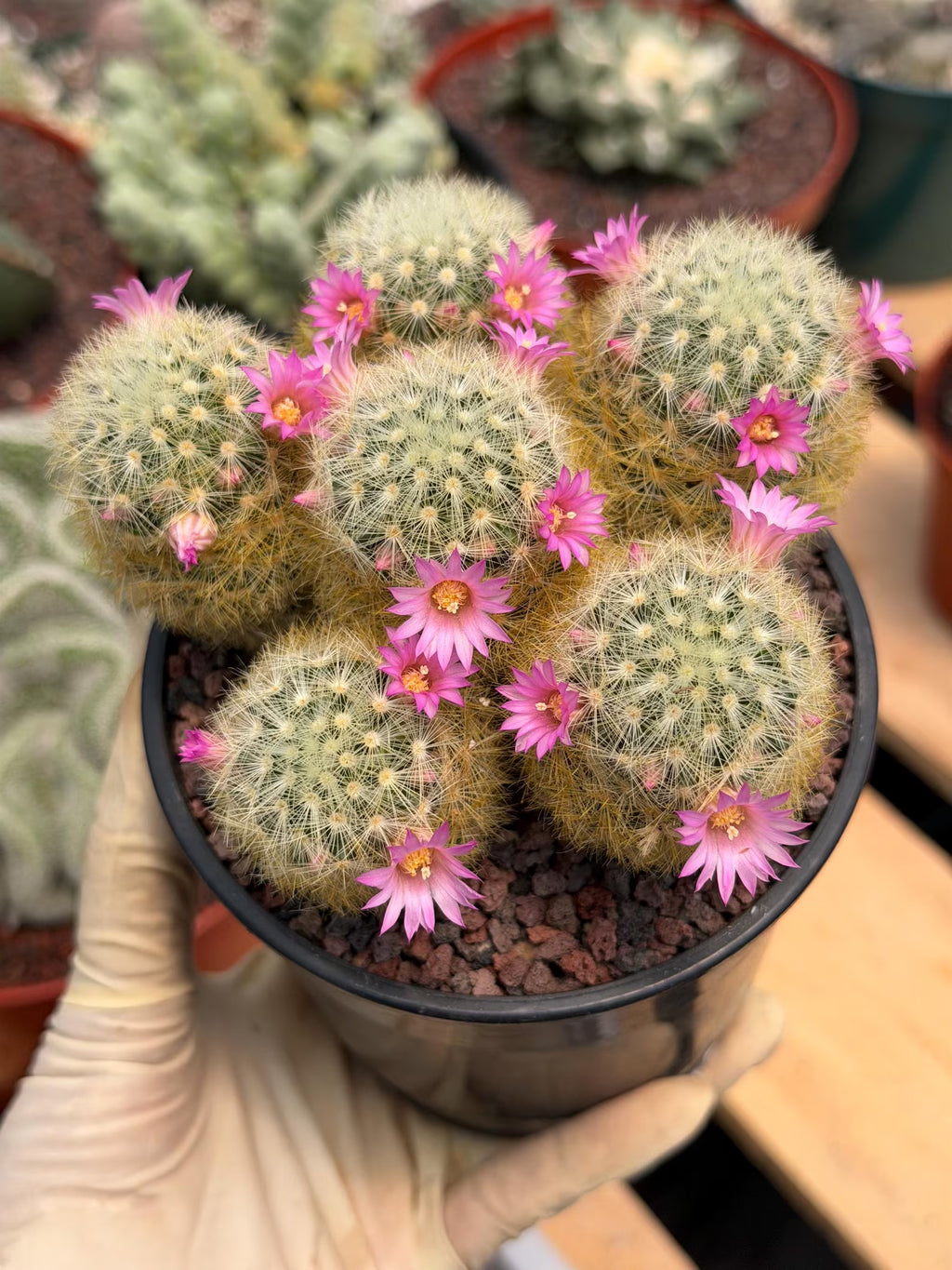 Mammillaria Carmenae Cluster Cactus – Pink Flowers Live Plant #839