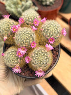 Mammillaria Carmenae Cluster Cactus – Pink Flowers Live Plant #839