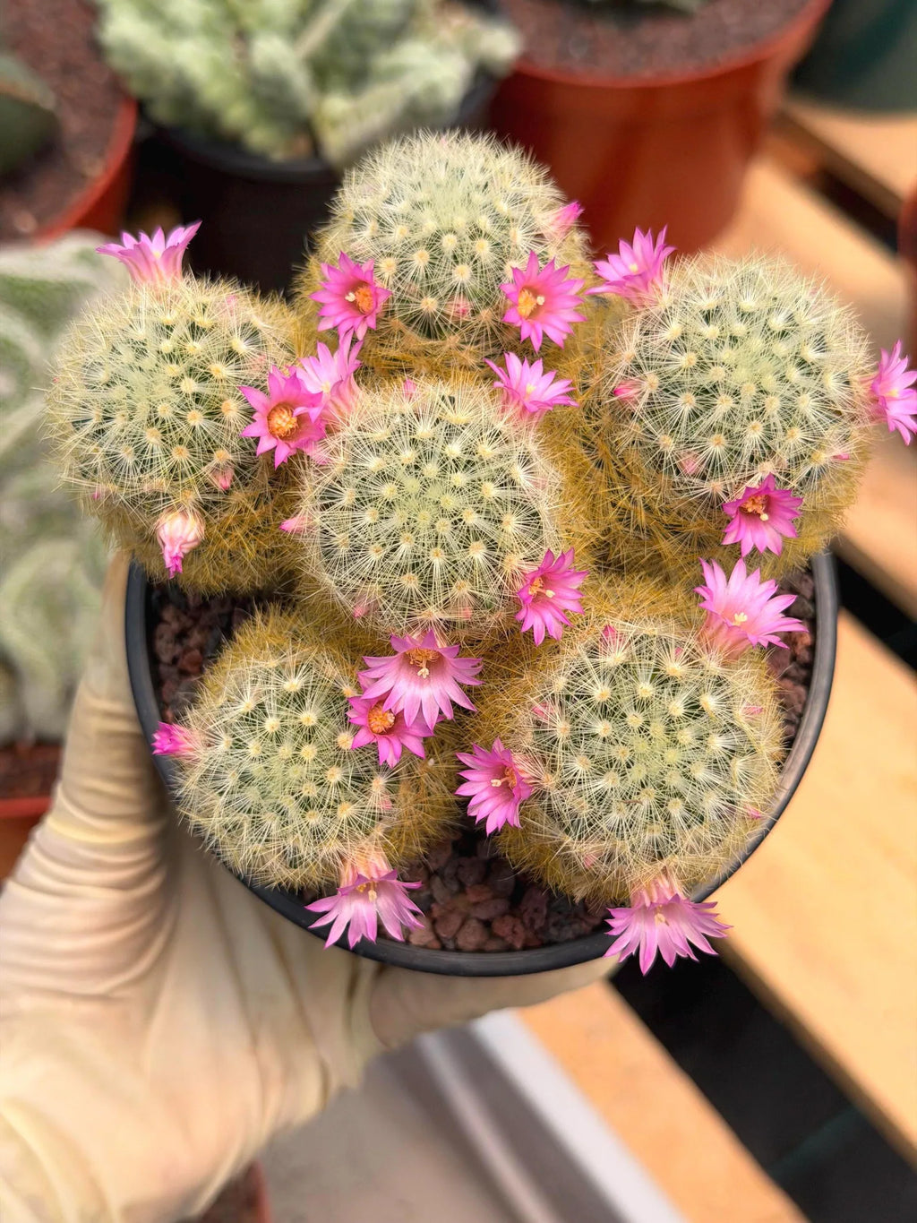 Mammillaria Carmenae Cluster Cactus – Pink Flowers Live Plant #839