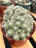 Mammillaria Perbella Cluster | Rare Seed-Grown Specimen Cactus