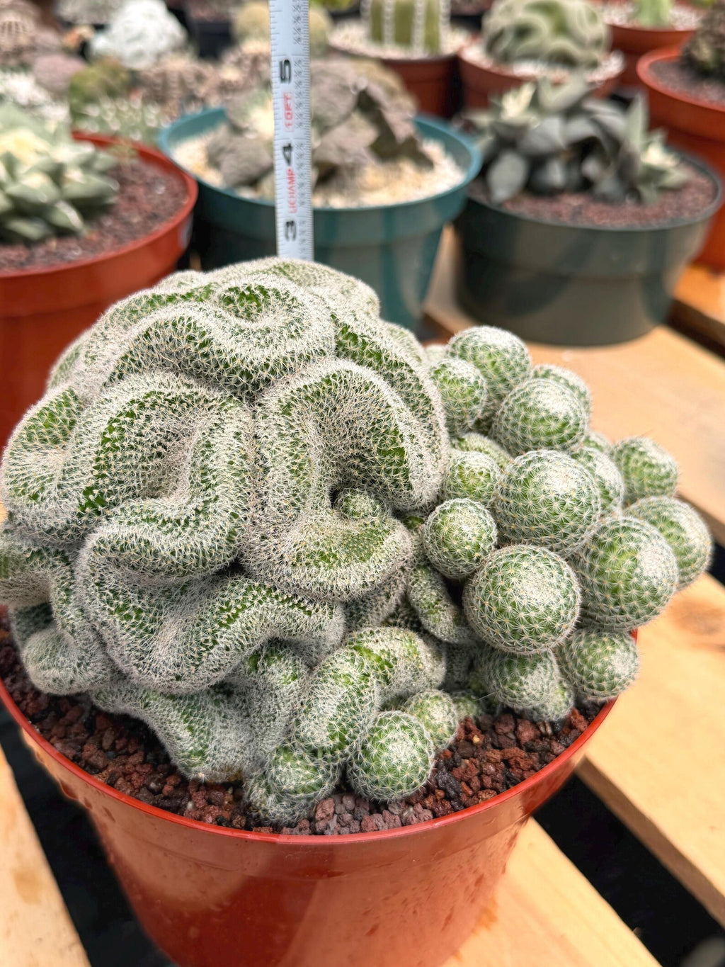 Mammillaria Perbella Cluster | Rare Seed-Grown Specimen Cactus