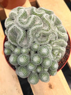 Mammillaria Perbella Cluster | Rare Seed-Grown Specimen Cactus