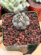 Copiapoa Cinerea Rare Seed Grown Live Cactus – Exact Collector Plant #868