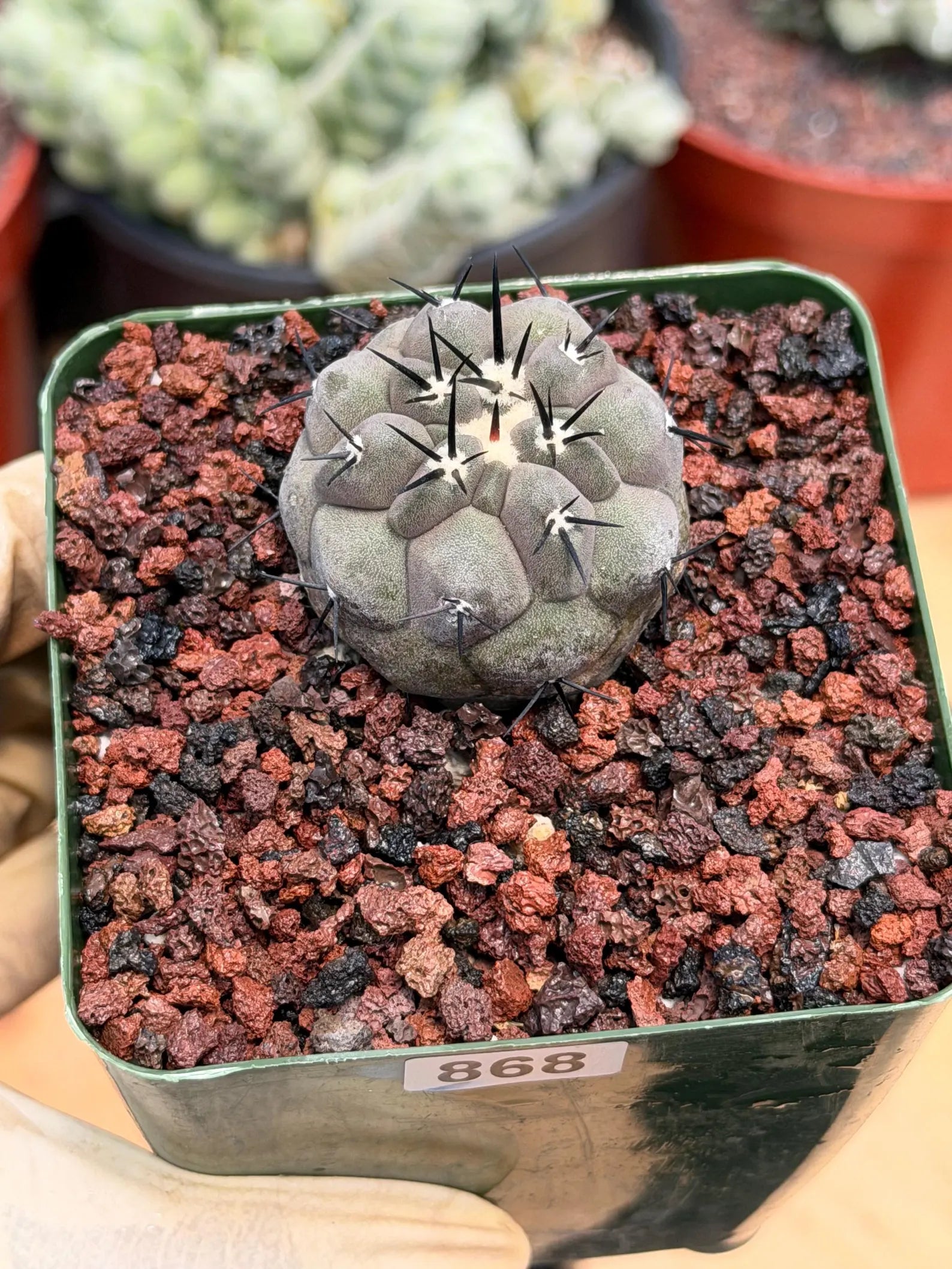 Copiapoa Cinerea Rare Seed Grown Live Cactus – Exact Collector Plant #868