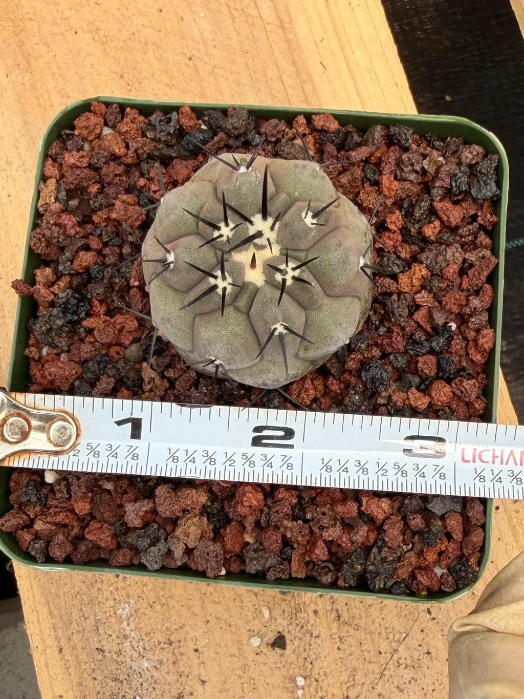 Copiapoa Cinerea Rare Seed Grown Live Cactus – Exact Collector Plant #868