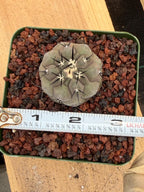 Copiapoa Cinerea Rare Seed Grown Live Cactus – Exact Collector Plant #868