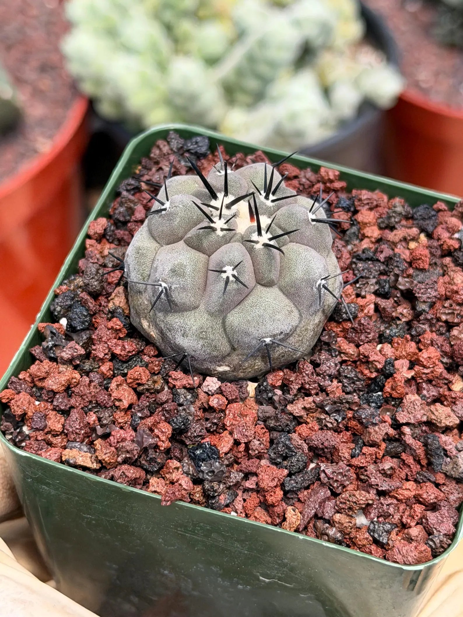 Copiapoa Cinerea Rare Seed Grown Live Cactus – Exact Collector Plant #868