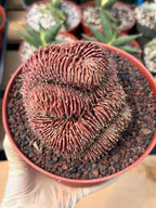6” Crested Gymnocalycium Mihanovichii #176| Live Cactus