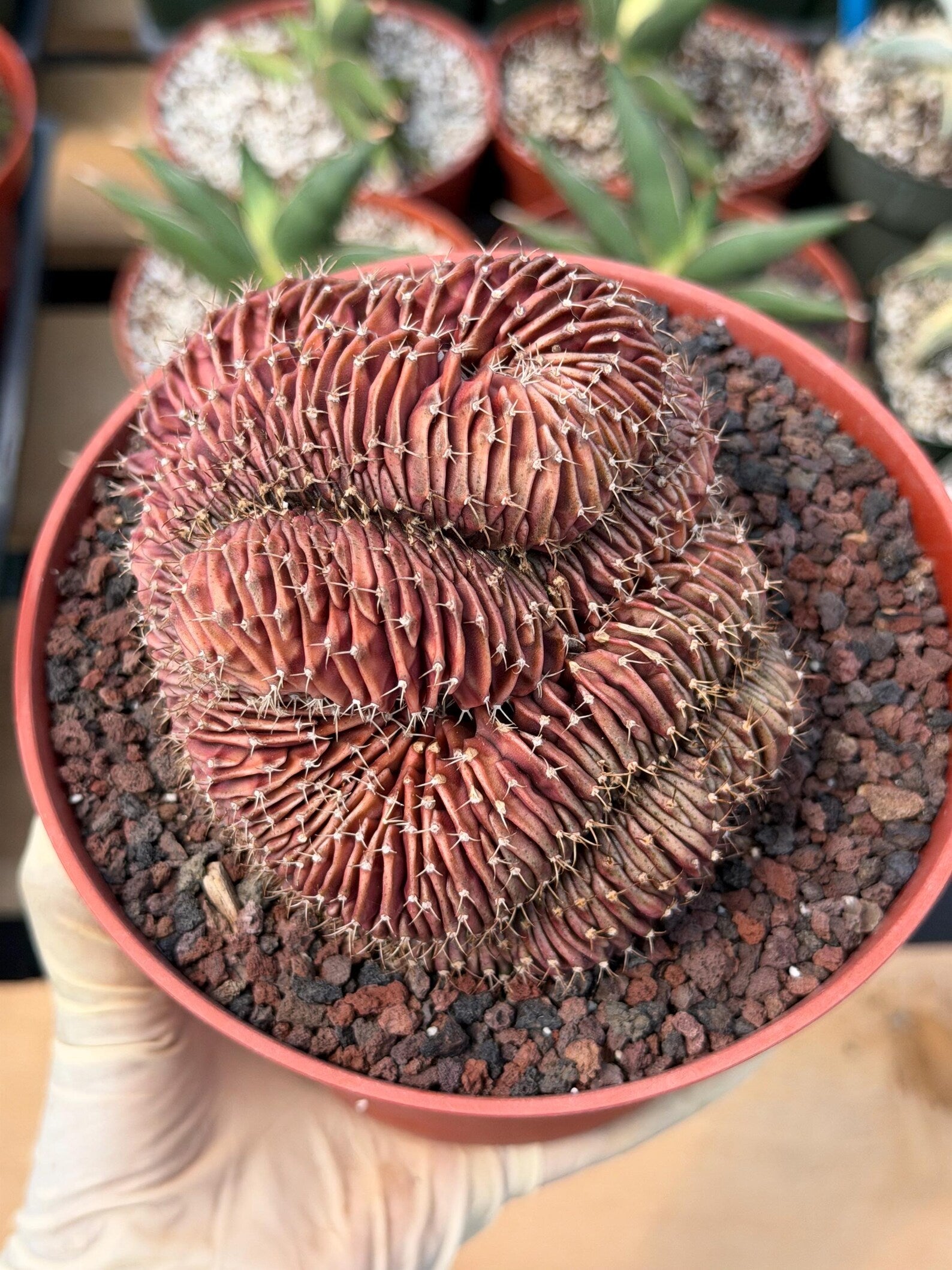 6” Crested Gymnocalycium Mihanovichii #176| Live Cactus