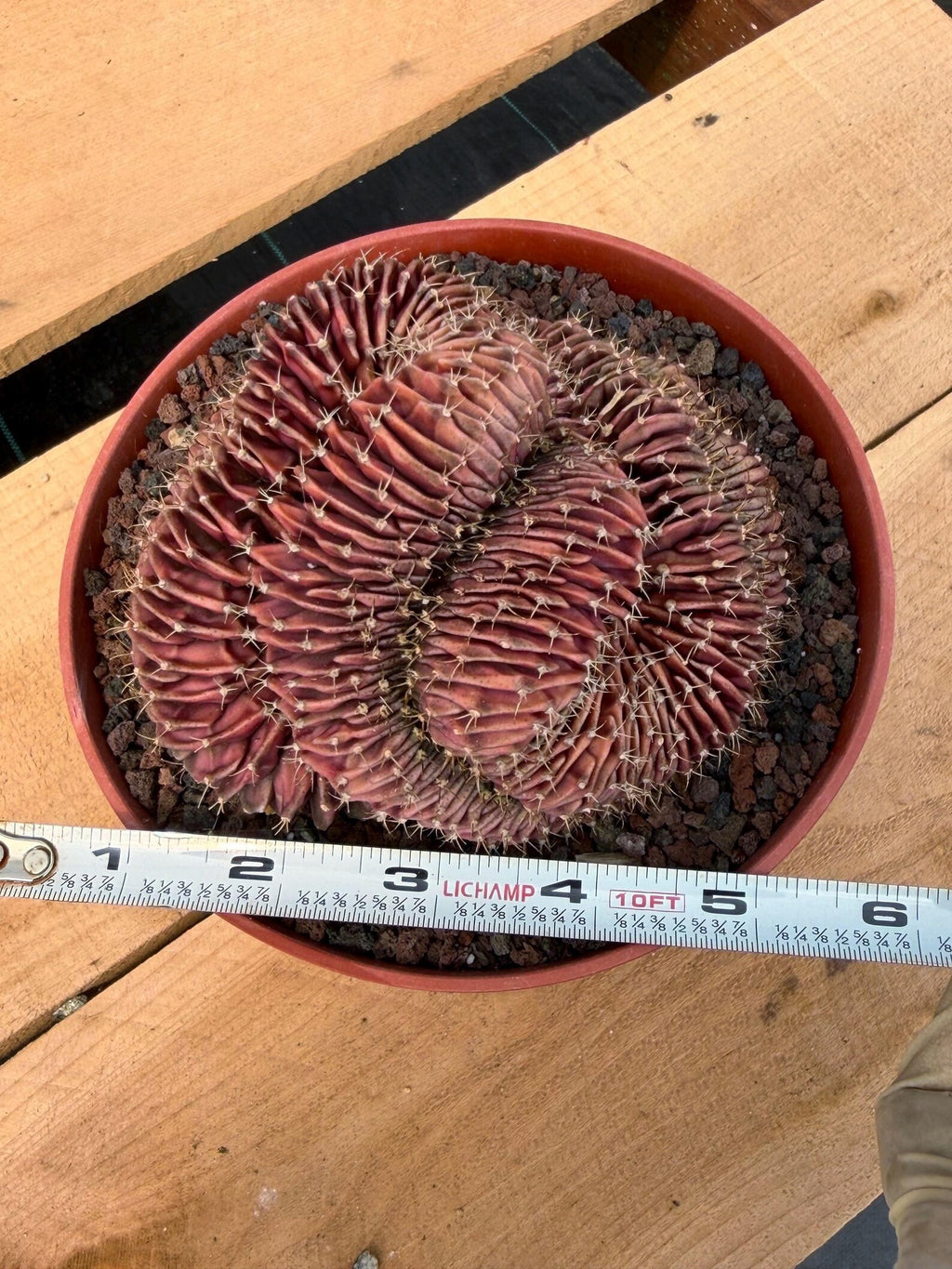 6” Crested Gymnocalycium Mihanovichii #176| Live Cactus