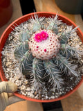 Melocactus Azureus | Blue Turk Cap Cactus Easy Care Cactus Succulent Plant #512