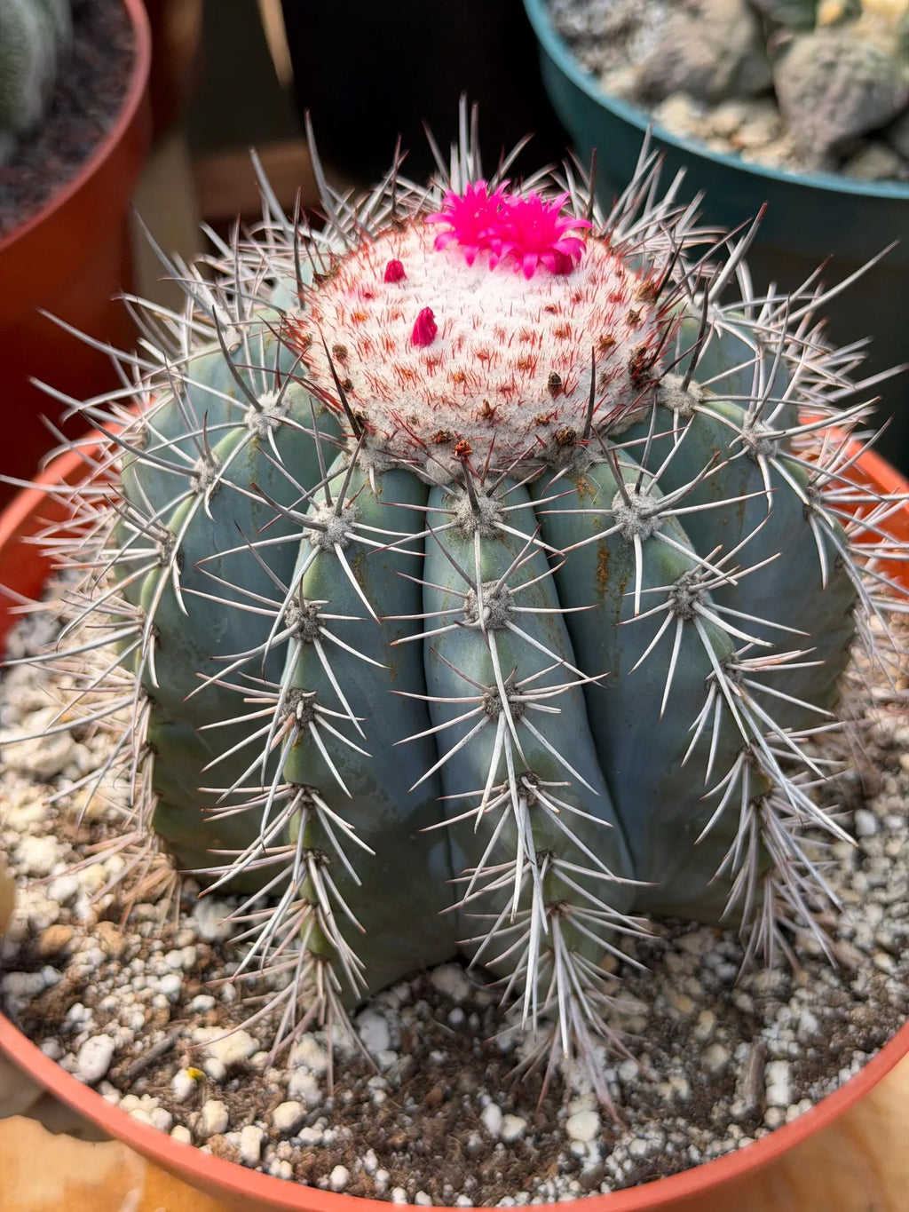 Melocactus Azureus | Blue Turk Cap Cactus Easy Care Cactus Succulent Plant #512