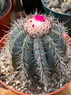 Melocactus Azureus | Blue Turk Cap Cactus Easy Care Cactus Succulent Plant #512