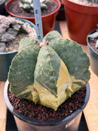 Variegated Astrophytum Myriostigma Seed Grown #876