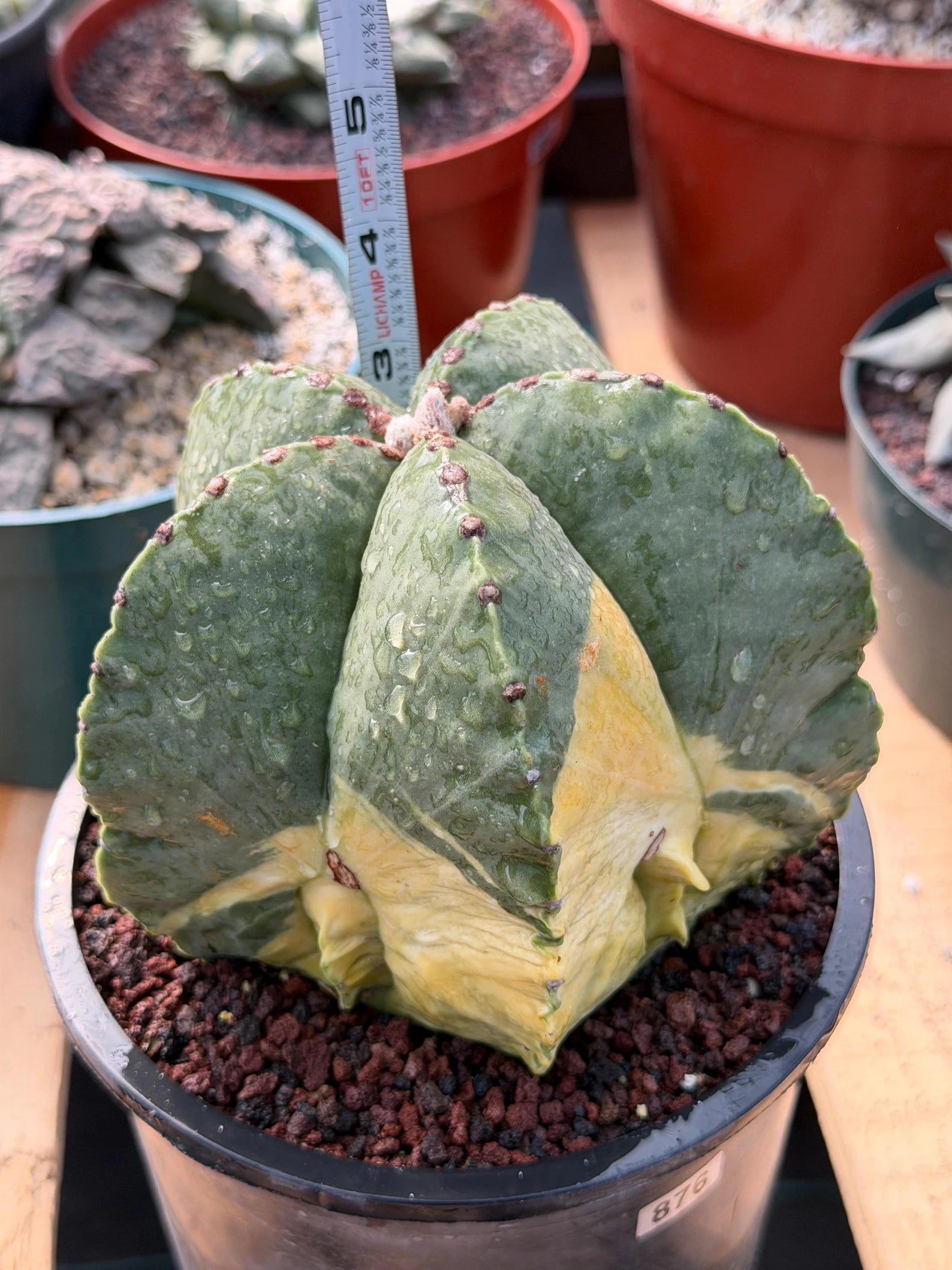 Variegated Astrophytum Myriostigma Seed Grown #876