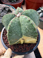 Variegated Astrophytum Myriostigma Seed Grown #876