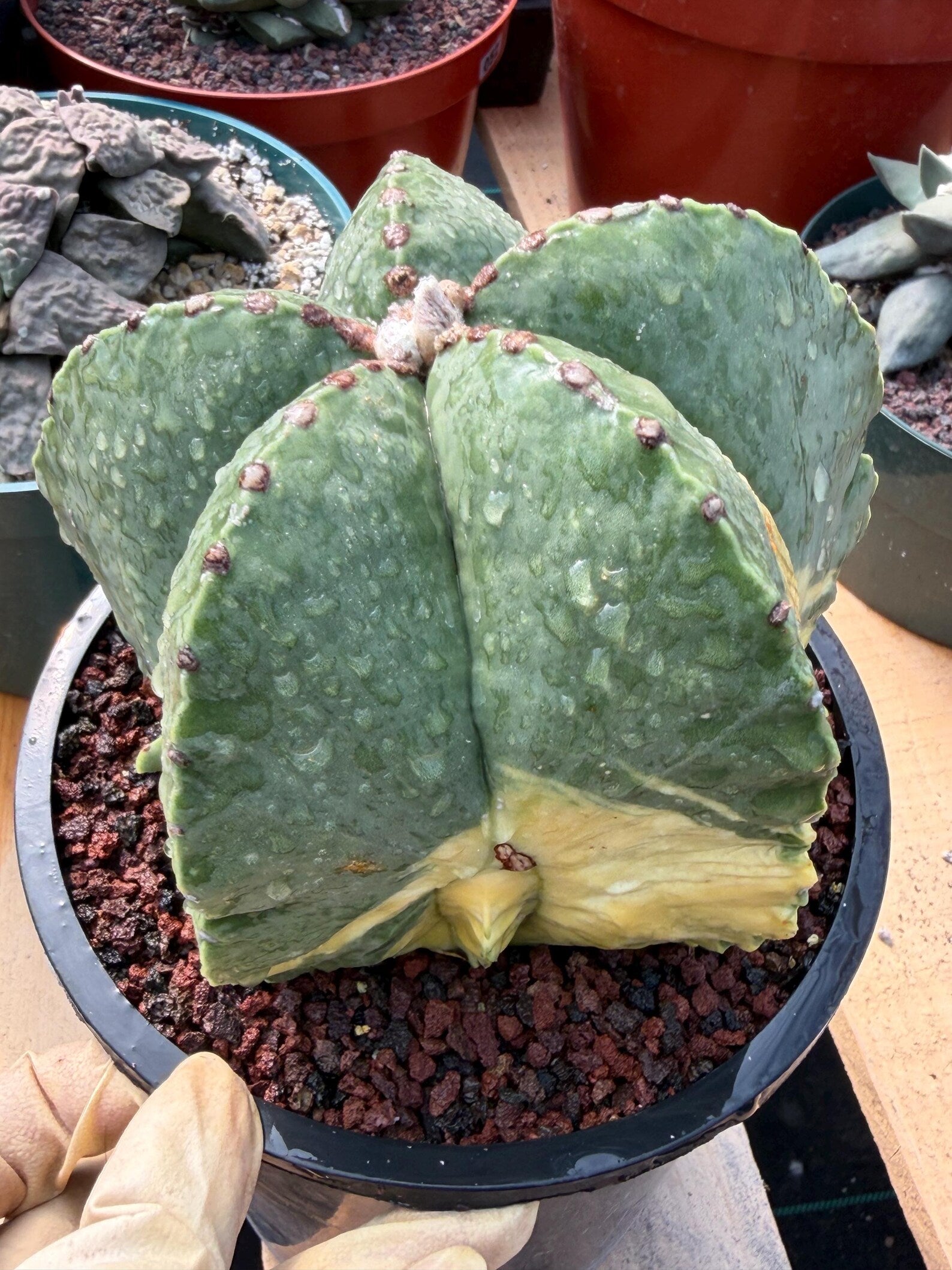 Variegated Astrophytum Myriostigma Seed Grown #876