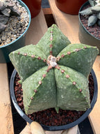 Variegated Astrophytum Myriostigma Seed Grown #876