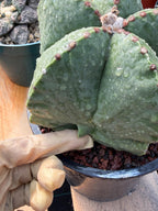 Variegated Astrophytum Myriostigma Seed Grown #876