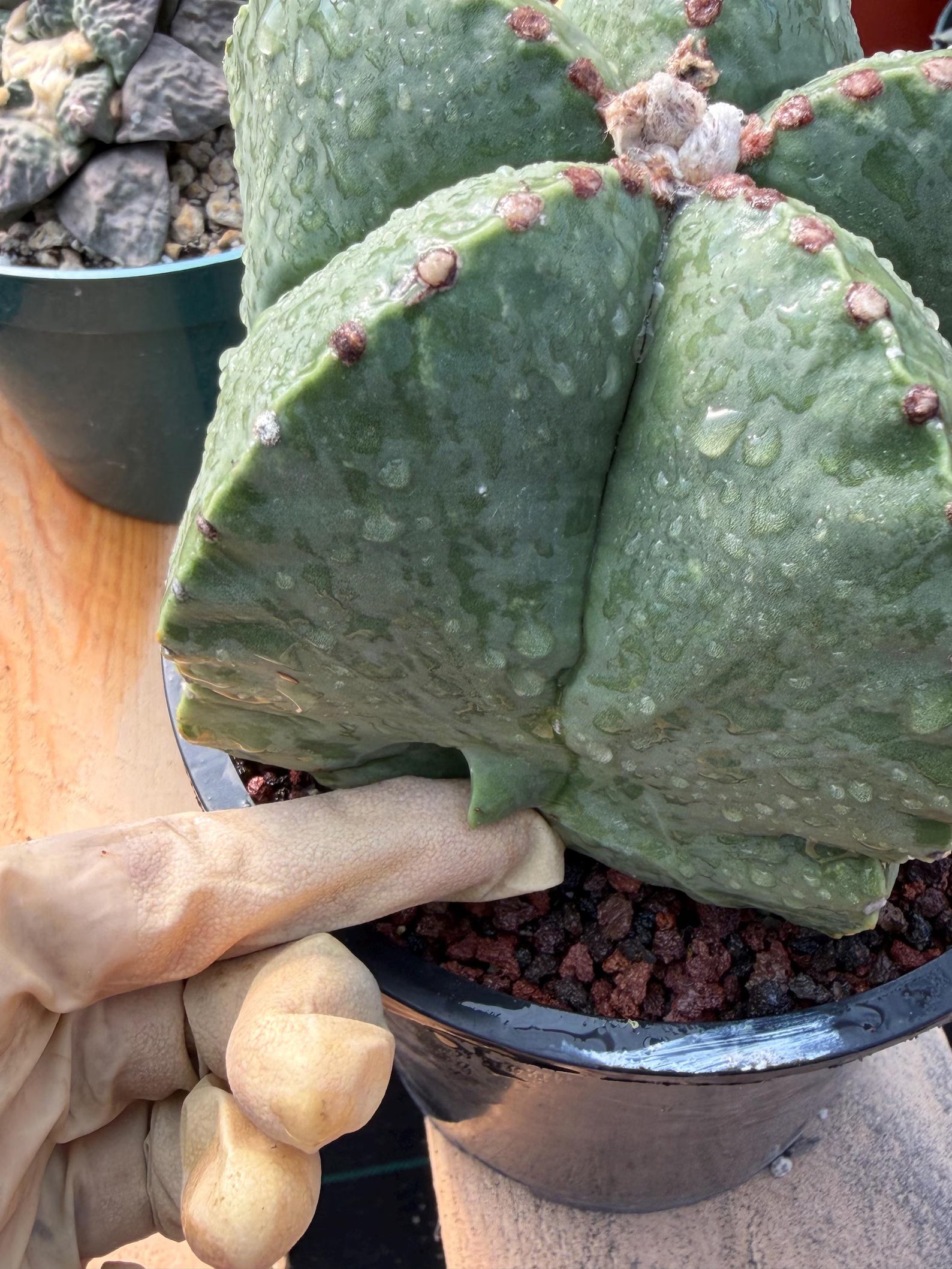 Variegated Astrophytum Myriostigma Seed Grown #876