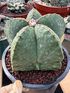 Variegated Astrophytum Myriostigma Seed Grown #876