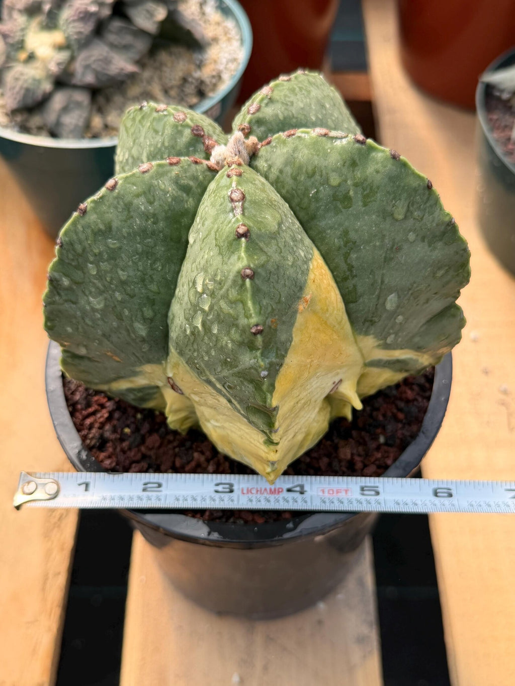 Variegated Astrophytum Myriostigma Seed Grown #876