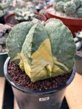 Variegated Astrophytum Myriostigma Seed Grown #876