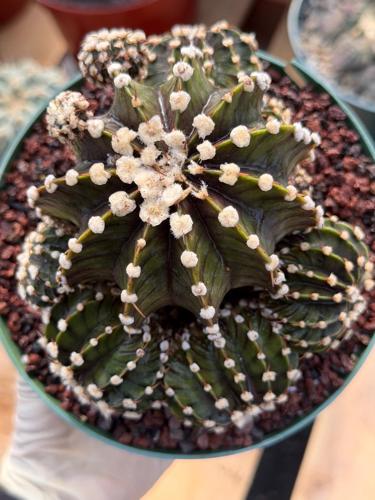 Gymnocalycium LB2178 Hybrid with pups | Rare Live Cactus | Live Plant