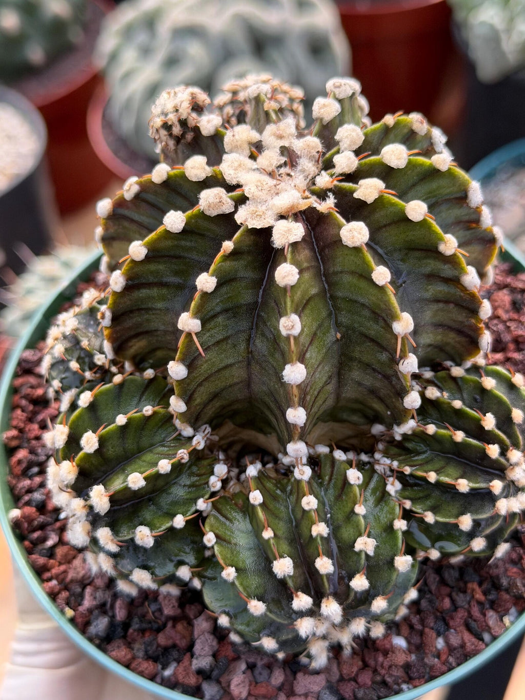 Gymnocalycium LB2178 Hybrid with pups | Rare Live Cactus | Live Plant