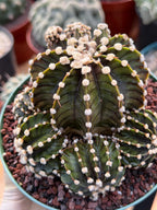 Gymnocalycium LB2178 Hybrid with pups | Rare Live Cactus | Live Plant