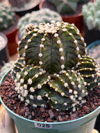 Gymnocalycium LB2178 Hybrid with pups | Rare Live Cactus | Live Plant