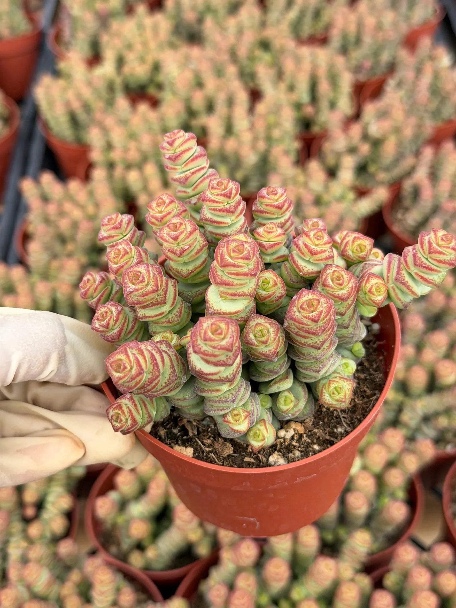 Crassula perforata 'String of Buttons' Live Succulent Plant – Easy-Care Trailing Houseplant